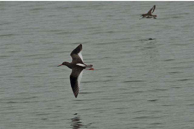 12 02 15_1472_edited-1.jpg - REDSHANK & COMMON SANDPIPER - HOLES BAY, POOLE HARBOUR - 12.2.15